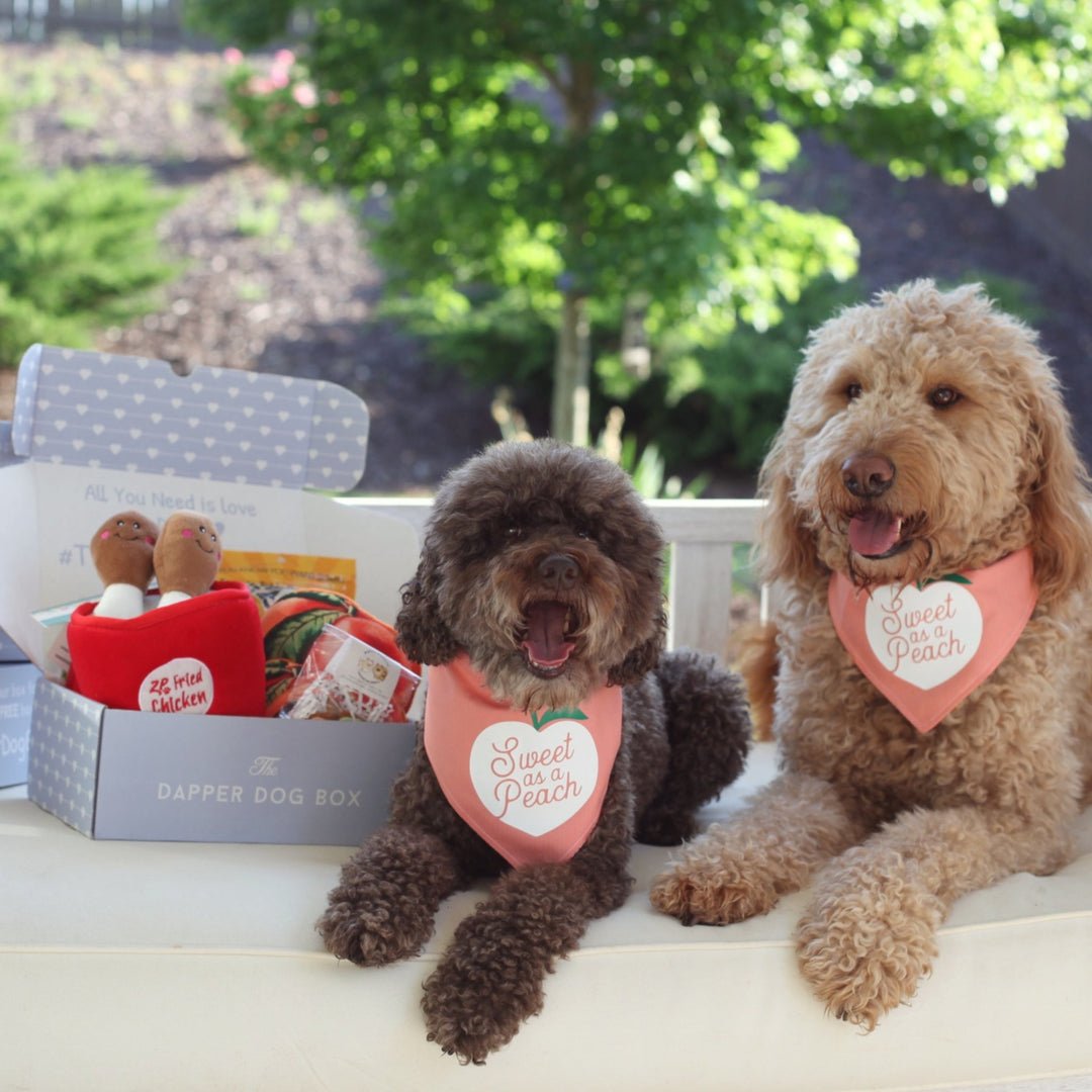 Dapper Dog Standard Subscription Box - The Dapper Dog Box