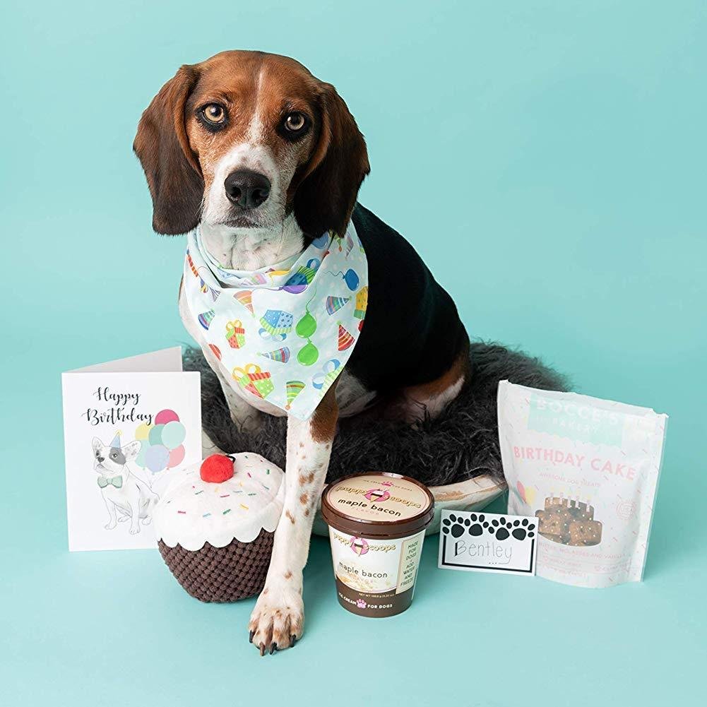 Dog Birthday Gift Box